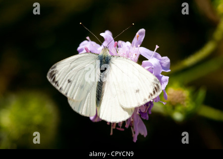 Kleiner Kohl weiß Schmetterling, Pieris Brassicae, sammeln von Nektar aus Garten Blume, UK Stockfoto