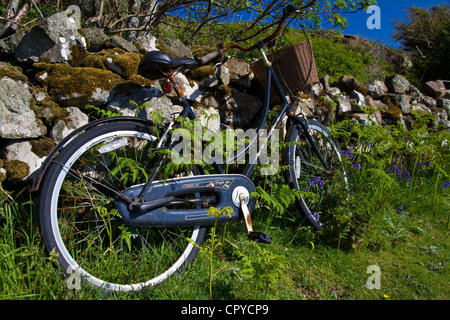 Einem rostigen Fahrrad lehnt sich an eine Wand, mit Farnen, Glockenblumen und andere Wildblumen überwuchert Stockfoto