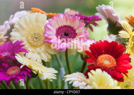 Gerbera daisies Stockfoto