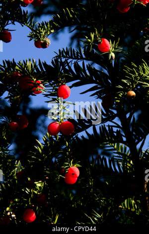 Beeren der Eibe (Taxus Baccata) Stockfoto