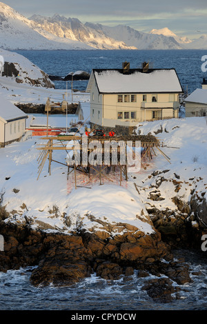 Norwegen, Nordland County, Lofoten-Inseln, Insel Moskenes, Hamnoy Fischerhafen in der Nähe Reine, Kabeljau zum Trocknen aufhängen Stockfoto