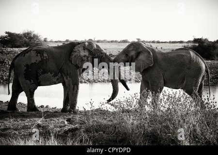 Zwei Elefanten durch eine Wasserstelle in Namibia, Afrika Stockfoto