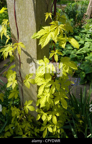 Ryton Gartencenter Stockfoto