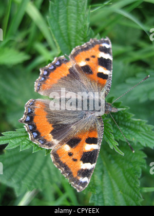 KLEINER Fuchs Schmetterling Aglais Urticae auf Brennesseln Urtica Dioica in Berkshire, Südengland. Foto Tony Gale Stockfoto