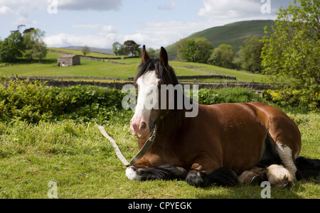 Weiden Horses  Tethered Pferd der Reisende auf dem Weg in die Appleby Horse Fair, Cumbria, UK Stockfoto