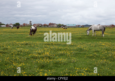 Pferde grasen in einem Feld mit ranunkeln Whitburn, North East England Großbritannien Stockfoto