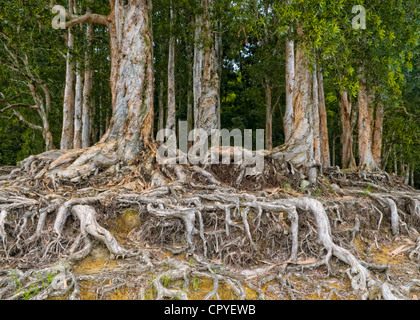 Papier-Rinde Baum (Melaleuca Quinquenervia) in Shing Mun Country Park Hong Kong. Stockfoto