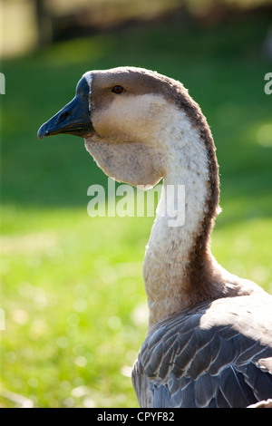 Afrikanischen Gans im Cotswold Farm Park in Guiting Power in den Cotswolds, Gloucestershire, UK Stockfoto