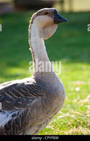 Afrikanischen Gans im Cotswold Farm Park in Guiting Power in den Cotswolds, Gloucestershire, UK Stockfoto