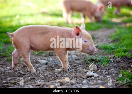 Tamworth Ferkel im Cotswold Farm Park in Guiting Power in den Cotswolds, Gloucestershire, UK Stockfoto