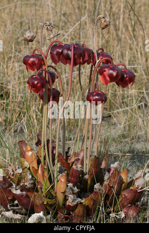 Nördlichen fleischfressenden Kannenpflanzen in voller Blüte Sarracenia Purpurea E Nordamerika Stockfoto