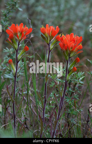 Indian Paintbrush Castilleja Coccinea Northern Michigan-USA Stockfoto