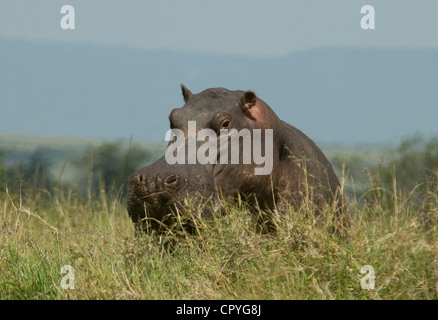 Nilpferd stehend im Graskopf erschossen Stockfoto