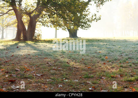 Schöne nebligen Morgen. Herbst im Park Stockfoto