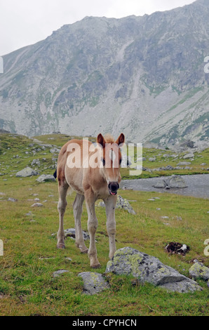 Braune Fohlen auf einer Almwiese (Retezat Nationalpark) Stockfoto