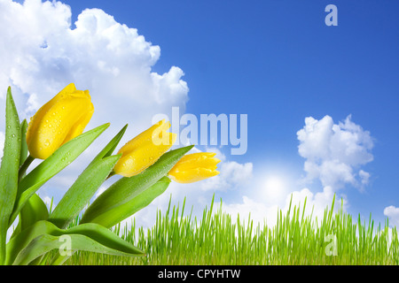 Landschaft auf der grünen Wiese mit blauem Himmel abstraktes Konzept mit Tulpen Stockfoto