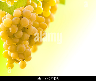 Trauben Rahmen Rand Hintergrund im Weinberg Stockfoto