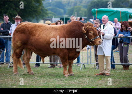 South Devon Bull auf Moreton, landwirtschaftliche Veranstaltung in Moreton in Marsh Showground, Cotswolds, Gloucestershire, Großbritannien Stockfoto