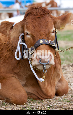 Champion Stammbaum British Limousin Stier bei Moreton Show, Moreton in Marsh, Cotswolds, Gloucestershire, Großbritannien Stockfoto