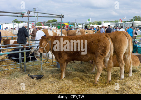 Stammbaum British Limousin Kuh Kuh auf Moreton Show, Moreton in Marsh Showground, Cotswolds, Gloucestershire, Großbritannien Stockfoto