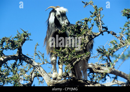 Essaouira, Marokko Ziegen Klettern in Arganbaum für junge Blätter zu essen Stockfoto