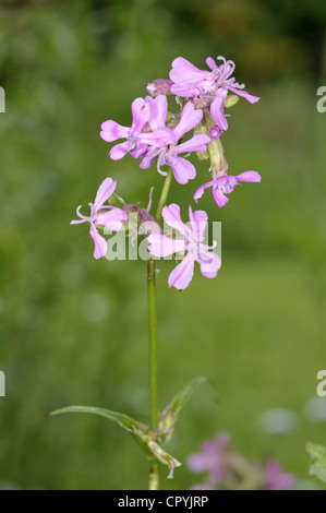 Klebriges Leimkraut Lychnis viscaria Stockfoto