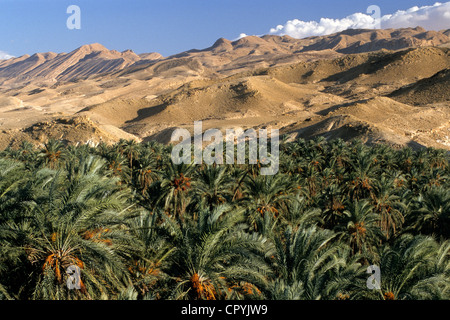 Tunesien, Tamerza, Palmenhain, Bergoase in der Nähe von den Ausläufern des Atlas Stockfoto