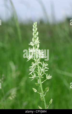 SPIKED STAR-OF-BETHLEHEM Ornithogalum Pyrenaicum (Liliaceae) Stockfoto