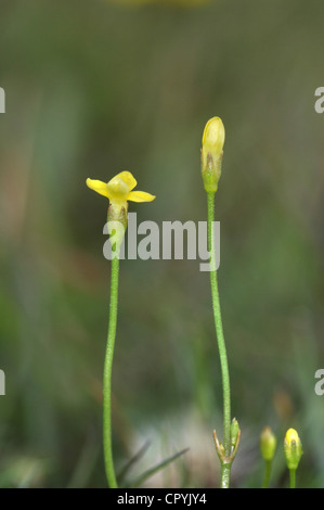 GELBE TAUSENDGÜLDENKRAUT Cicendia Filiformis (Gentianaceae) Stockfoto