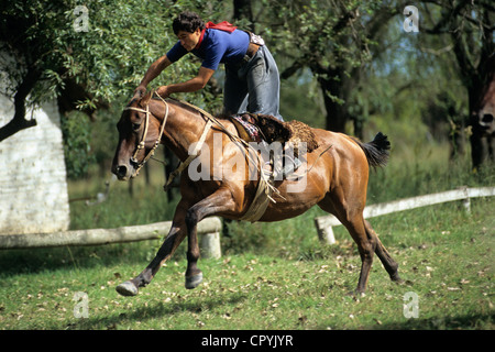 Argentinien, Provinz Buenos Aires, San Antonio de Areco, Estancia La Cinacina zeigen der Fertigkeit des Gauchos zum Reiten Stockfoto