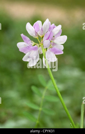 CROWN VETCH Securigera Varia (Fabaceae) Stockfoto