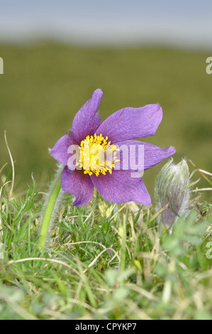 Küchenschelle Pulsatilla vulgaris Stockfoto