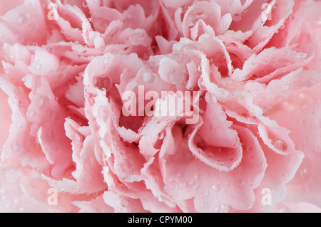 Blumenstrauß mit Rosen, Nelken und Schleierkraut Paniculata, Hochzeit und Feier verwendet. Stockfoto