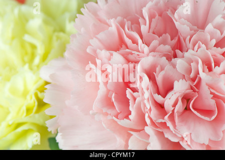 Blumenstrauß mit Rosen, Nelken und Schleierkraut Paniculata, Hochzeit und Feier verwendet. Stockfoto