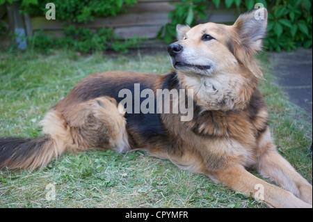 Schäferhund Mischling Nasen etwas Stockfoto