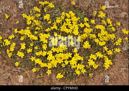 HOARY ROCK ROSE, Helianthemum Oelandicum (Cistaceae) Stockfoto