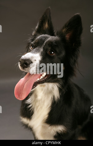 Border-Collie-Porträt in einem Studio. Stockfoto