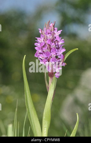 Anfang-KNABENKRAUT Dactylorhiza Wurzelsud (Orchidaceae) Stockfoto