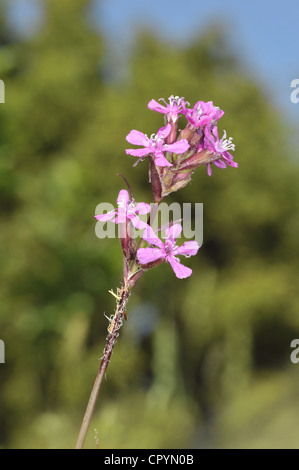 klebriges Leimkraut Lychnis viscaria Stockfoto