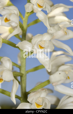 Schwert-LEAVED HELLEBORINE Cephalanthera Longifolia (Orchidaceae) Stockfoto