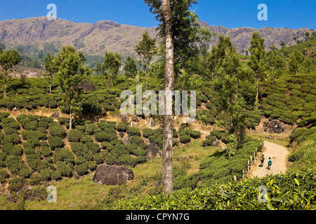 Indien, Bundesstaat Kerala, Munnar, Teeplantagen Stockfoto