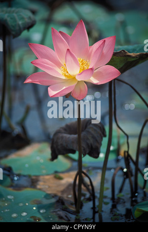 Lotus (Nelumbo), Vembanad See, Kerala, Südindien, Indien, Asien Stockfoto