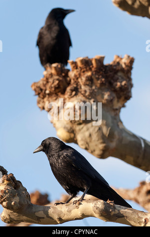 Kolkrabe (Corvus Corax), Wilhelma Zoologisch Botanischer Garten, Stuttgart, Deutschland, Europa Stockfoto