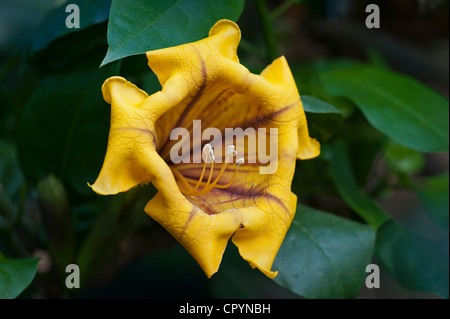 Tasse Gold Rebe oder goldenen Kelch Rebe (Solandra Maxima), blühend, Wilhelma Zoologisch Botanischer Garten, Stuttgart Stockfoto