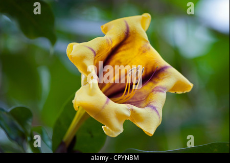 Blume, Cup für Gold Rebe oder goldenen Kelch Rebe (Solandra Maxima), Wilhelma, Stuttgart, Deutschland, Europa Stockfoto