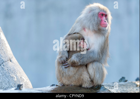 Mit rotem Gesicht Makaken (Macaca Fuscata) mit jungen, Wilhelma, Stuttgart, Deutschland, Europa Stockfoto