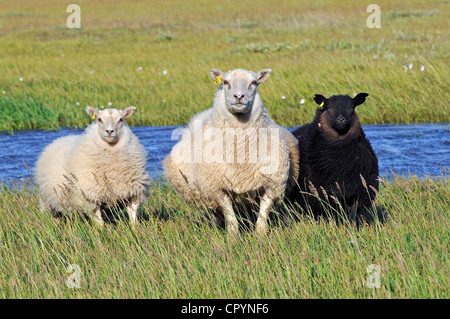 Schafe oder Snaefell Halbinsel Snaefellsnes, Island, Europa Stockfoto