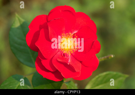 Chinesische Rose Blume blühte in einem Frühlingsgarten Stockfoto