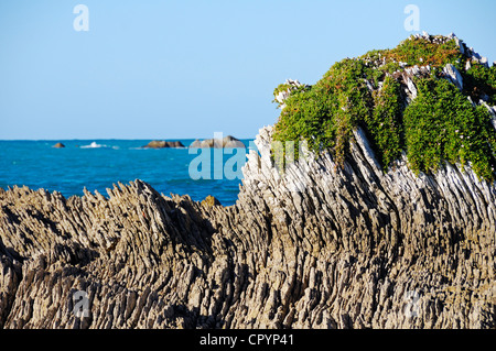 Geologische Gesteinsschichten auf der Halbinsel von Kaikoura, Südinsel, Neuseeland Stockfoto