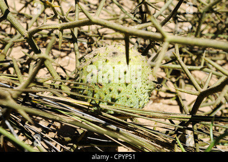 Nara-Frucht, Nara-Melone (Acanthosicyos Horridus), Nationalpark, Teil des namibischen Skeleton Coast National Park Stockfoto